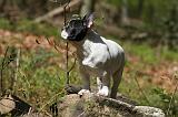 BOULEDOGUE FRANCAIS 1133